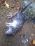 Ratto delle chiaviche (Rattus norvegicus) © Michele Coppola