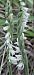 Spiranthes spiralis