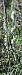 Spiranthes spiralis 