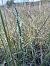 Spiranthes spiralis - Florent de Gasperis