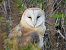 Barbagianni (Tyto alba) © Erika Mero
