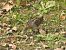 Istingor arrunta (Gallinago gallinago) © Aitor Urrutia