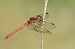 Sympetrum striolatum © Andrea Galimberti