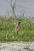Isabelline Wheatear  - Mateusz Gutowski