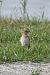Isabelline Wheatear  - Mateusz Gutowski