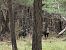 Senglar (Sus scrofa) © Andreu Canut i Font