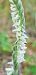 Spiranthes spiralis  - Giuseppe Di Lieto