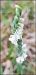 Spiranthes spiralis  - Giuseppe Di Lieto