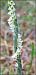 Spiranthes spiralis © Giuseppe Di Lieto