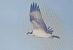Falco pescatore (Pandion haliaetus) © Paolo Zonta