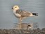 Bécasseau sanderling 