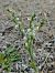 Spiranthes spiralis (Spiranthe d'automne) © Gérard Joseph