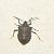 Cimice asiatica (Halyomorpha halys) © Fabrizio Florit (FVG)