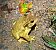 Gripau comú (Bufo spinosus) © Ramon Prat Espelt