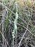 Spiranthes spiralis - Florent de Gasperis