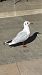 Black-headed Gull (Chroicocephalus ridibundus) © Joseph Weitzer