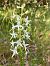 Platanthera bifolia (Platanthère à deux feuilles) © Joelle Brassens