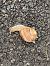 Cornu aspersum © Maria Rita Gelso