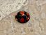 Harmonia axyridis  - Maria Rita Gelso