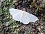 Scopula minorata © Maria Rita Gelso