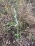 Spiranthes spiralis © David Vilasís Boix