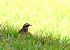 Tordo sassello (Turdus iliacus) © Renato Sascor