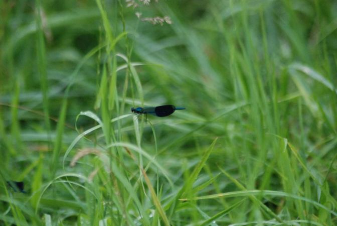 Caloptéryx éclatant (C.s.splendens)  - Louis Burthey
