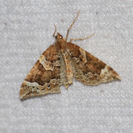 Eulithis prunata  - Jean-Philippe Paul