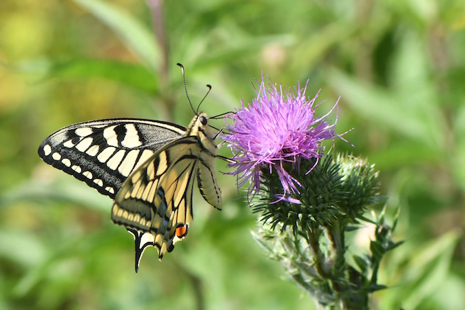 Machaon  - Michel Rossy