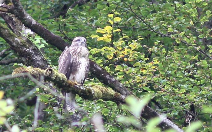 Buse variable  - Claude Garnier