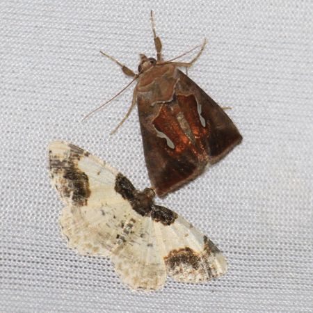 Macdunnoughia confusa  - Jean-Philippe Paul