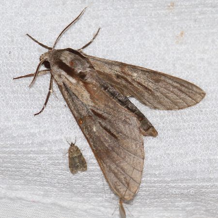 Hyloicus pinastri  - Jean-Philippe Paul