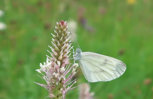 Piéride de la moutarde / irlandaise  - Guy-Noël You