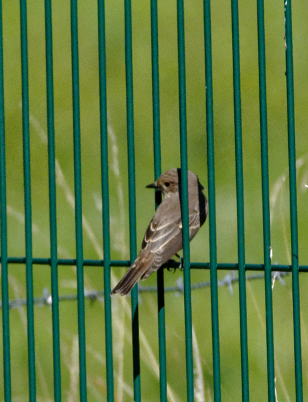 Gobemouche gris  - Alfred Naal