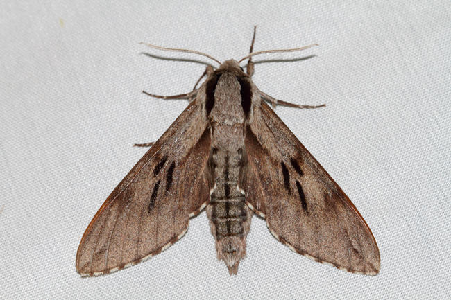 Sphinx du pin  - Samuel Maas (perso)