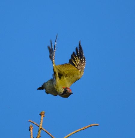 Pic vert  - Christian Chirio