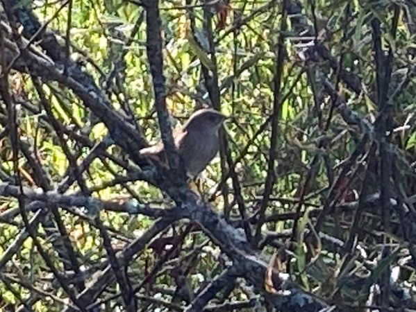 Locustelle fluviatile  - Dominique Michelat