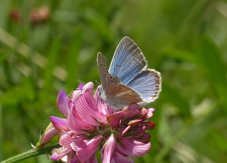 Sablé du sainfoin  - Georges Roca Filella