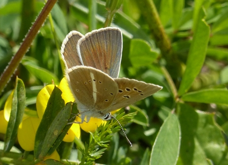 Sablé du sainfoin  - Georges Roca Filella