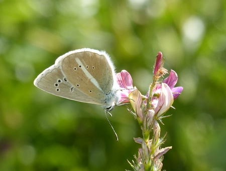 Sablé du sainfoin  - Georges Roca Filella