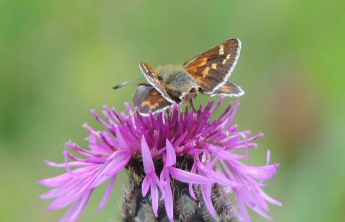 Comma  - Edith Senes