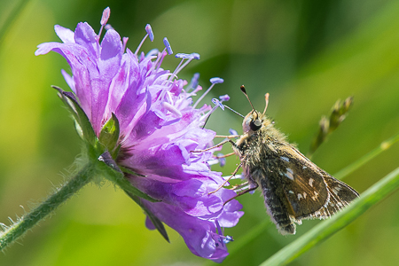 Comma  - Marie-Antoinette Bianco