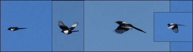 Eurasian Magpie  - Georges Roca Filella