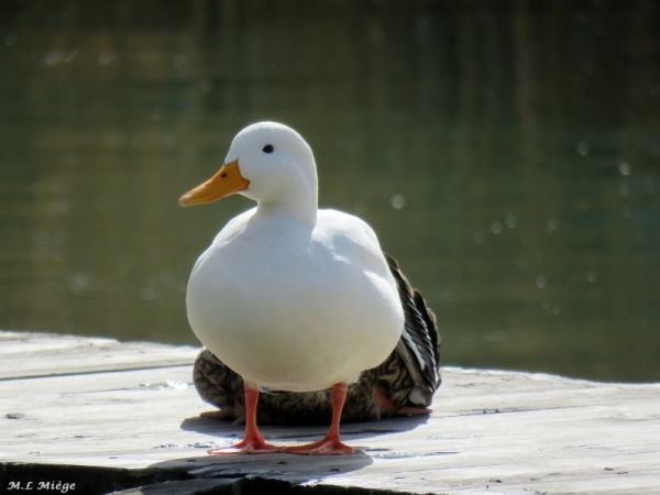Canard domestique (origine non naturelle)  - Marie-Laure Miège