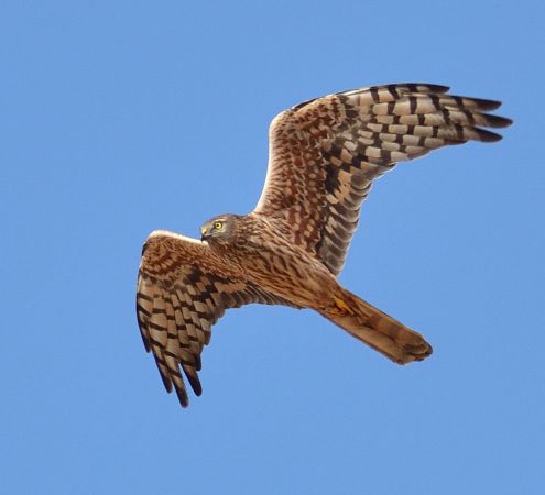 Busard cendré  - Thierry Guerin