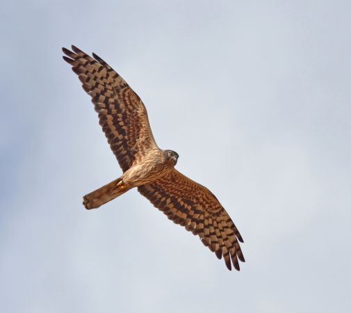 Busard cendré  - Thierry Guerin