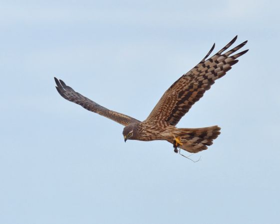 Busard cendré  - Thierry Guerin
