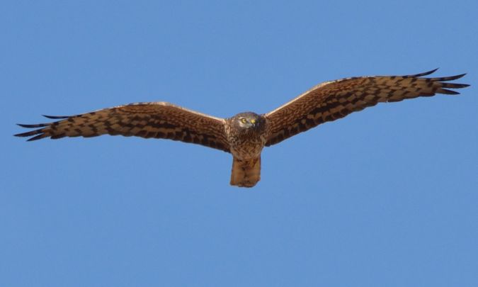 Busard cendré  - Thierry Guerin