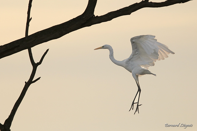 Grande Aigrette  - Bernard Liégeois