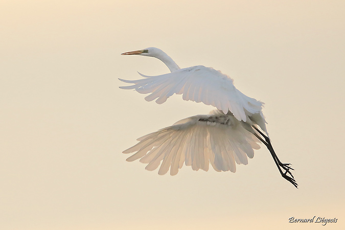 Grande Aigrette  - Bernard Liégeois